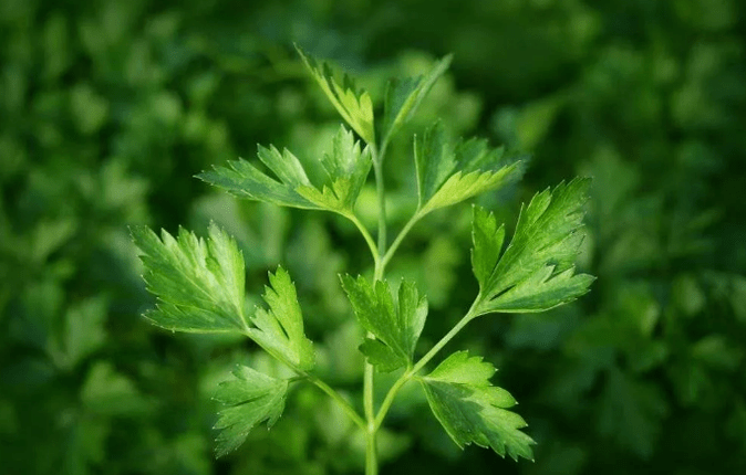 Perexil